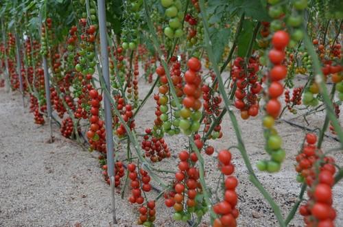 Rijk Zwaan muestra en unas jornadas su amplio catálogo de tomate con variedades para todos los ciclos y necesidades del agricultor