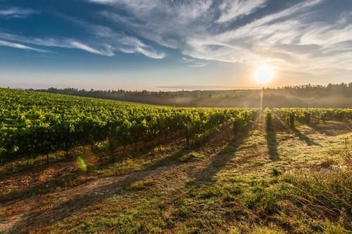   La Renta Agraria en términos corrientes experimenta un aumento del 10,6% en el avance de 2016