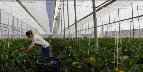 El Plan Estratégico para la Agroindustria prevé la creación de unos 7.000 empleos hasta 2020