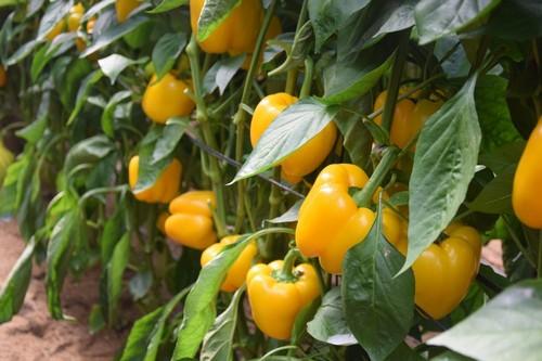Vilmorín sorprende a los agricultores del poniente con su amplia gama de pimientos en sus jornadas de puertas abiertas celebradas en El Ejido