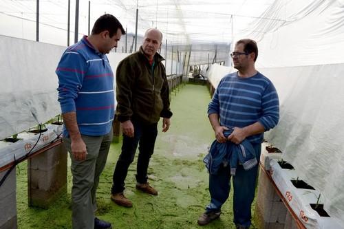 Invernaderos de Matagorda peligran por la subida del nivel del acuífero superior