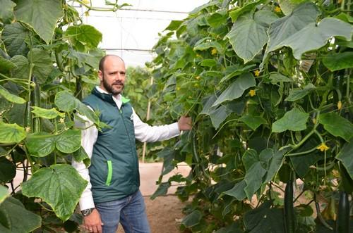 SV5047CE, la nueva variedad de pepino de Seminis que destaca por su equilibrio de planta
