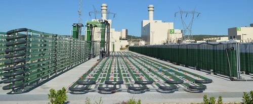 AlgaEnergy se adhiere al European Biostimulants Industry Council