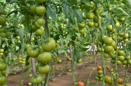 Seminis presenta su tomate para recolección en suelto Bateyo, de gran dureza y excelente cuaje con frío
