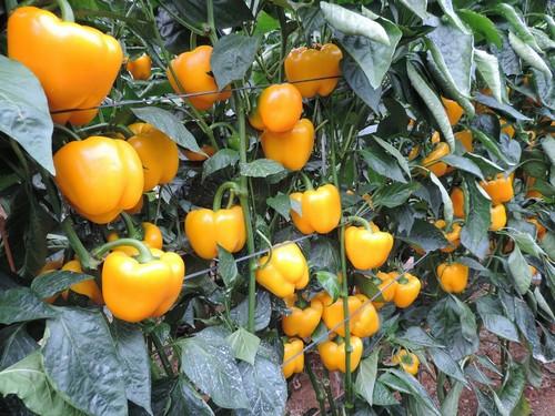 Los pimientos lamuyo y California amarillo suben de precio superando los 1,20 euros el kilo