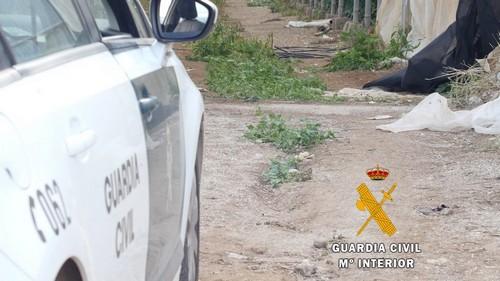 La Guardia Civil investiga al autor de los daños provocados en 4500 metros cuadrados de pimiento en un invernadero de El Ejido