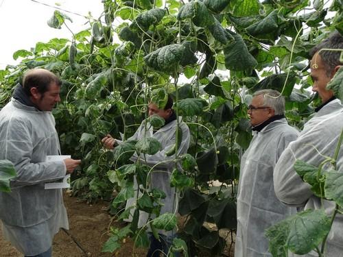 Rijk Zwaan presenta blueleaf, variedades de pepino con más resistencias líderes en todos los segmentos