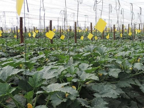 Calabacín, berenjena y pepino duplican su precio en una semana