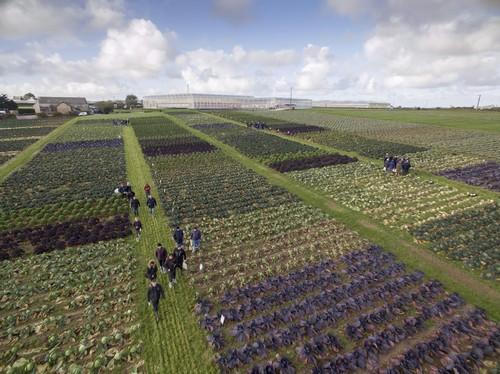 Syngenta a la vanguardia en investigación sobre las resistencias a enfermedades de las brassicas