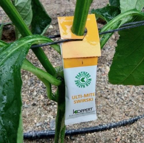 El formato de sobre Ulti-Mite Swirski, nominado al Premio a la Innovación en Fruit Logística 2018