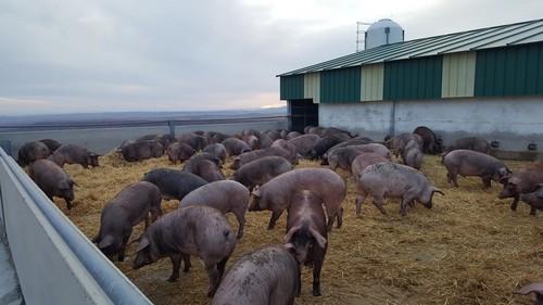 Fertinagro Biotech patenta la conversión de purines  y carbón en fertilizante para agricultura sostenible