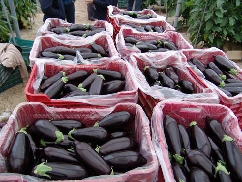Calabacín y berenjena bajan de precio y dificultan la rentabilidad a sus productores