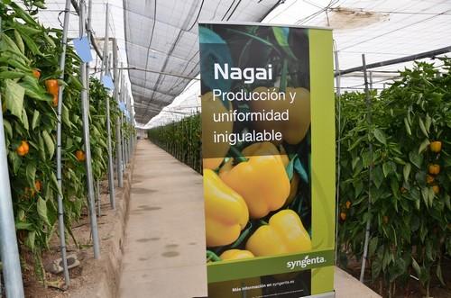 Syngenta muestra en campo a más de 600 agricultores sus variedades de pimiento Miyabi, Kabuki, Nagai y Alonso