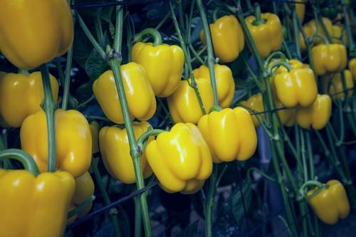 Semillas Fitó completa su gama de california amarillo con Mikonos y Madagascar, dos variedades para siembras tardías con una calidad y aguante en planta excepcional