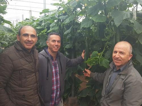 Nunhems® ofrece con Sqisito F1 el mejor paquete de resistencias para pepino largo de ciclo medio y tardío