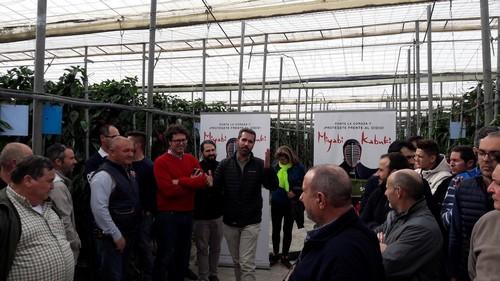Las Jornadas de Pimiento de Syngenta en Almería destacan el éxito de sus California rojo Miyabi y Kabuki, resistentes a oídio, y el nuevo California amarillo Nagai