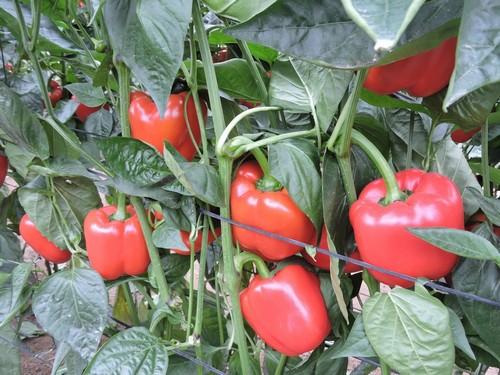 Los agricultores del Poniente almeriense conocen las nuevas variedades de pimiento de Rijk Zwaan resistentes a oídio