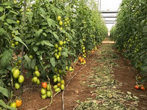 Los tomates de ISI Sementi destacan en Almería