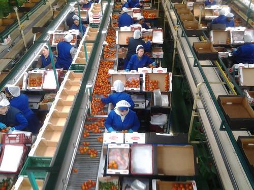 Vicasol prevé acabar la campaña agrícola superando los 230 millones de kilos