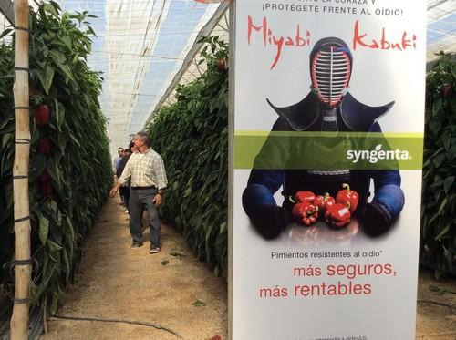 Syngenta continúa apostando por la innovación, ampliando catálogo e introduciendo nuevas resistencias en pimiento California