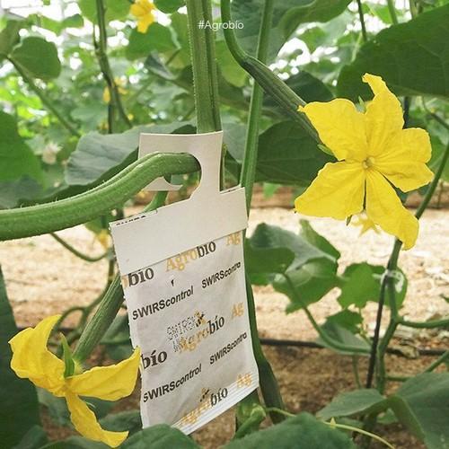 Agrobío vuela  a 35 países  para polinizar y combatir las plagas de forma natural