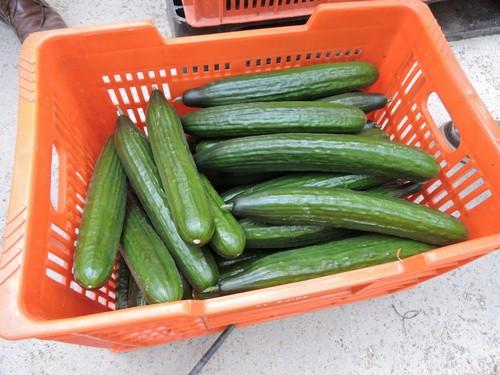 Pepino Almería y calabacín superan el euro de media en una semana marcada por el frío