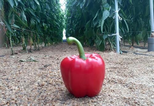 El pimiento California SV1204PB de Seminis demuestra en campo la calidad de su fruto