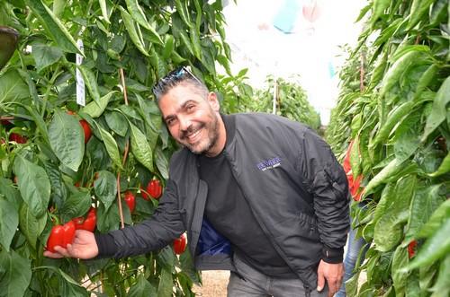 Carlomagno y Pizarro, los pimientos de Zeraim Ibérica con tolerancia a oídio