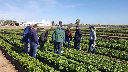 Las Nuevas lechugas de Bayer completan el calendario de suministro combinando la producción en varios países
