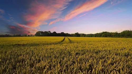 La Junta abre el trámite de información pública del Decreto de Ordenación de la Producción Ecológica