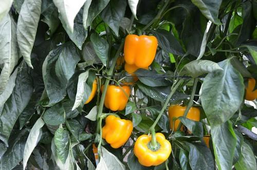 Los pimientos mejoran su cotización al agricultor con el California amarillo superando los 1,60 euros el kilo