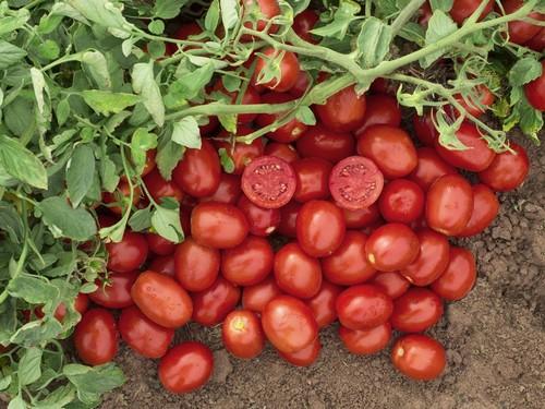 Bayer mejora la rentabilidad del tomate de industria con N6416, variedad precoz, muy productiva y con elevado Brix