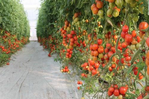 Zayintec se incorpora al Grupo Voloagri que usará la Marca Axia Seeds para comercializar sus variedades en España