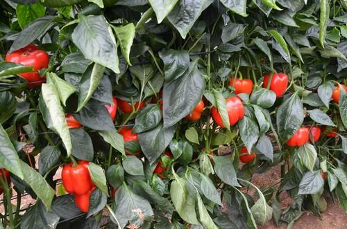 Los California Carpintero y Galiano de Top Seeds conquistan a los agricultores por sus excelentes resultados