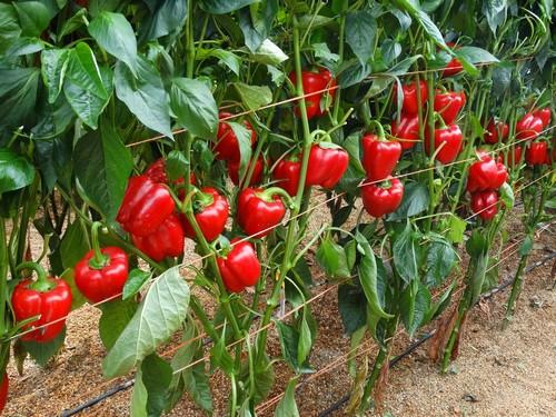 Hazera España consolida su variedad  de California rojo Ochoymedio  y presenta su novedad Machado