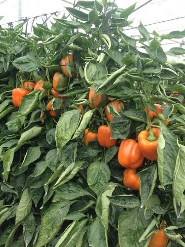 Zircon F1, el California naranja de Diamond Seeds con resistencia intermedia a L4 y spotted de excelente calidad y postcosecha
