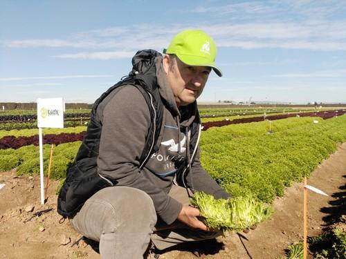 Salanova®, la comodidad y eficiencia  en una amplia gama de lechugas