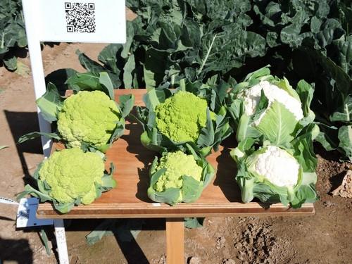 Rijk Zwaan se sube al carro del futuro más inmediato de las brassicas apostando por los calibres minis y floretes