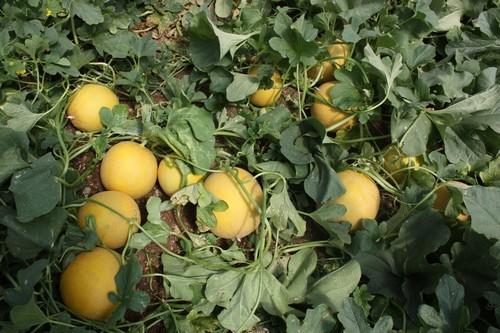  ASAJA muestra su preocupación por el incremento de las importaciones de sandía y melón de países terceros