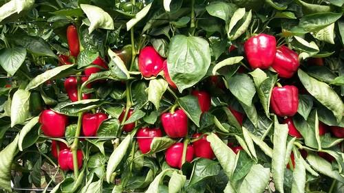 Ramiro Arnedo amplía su catálogo de pimiento, tomate y berenjena con variedades muy competitivas