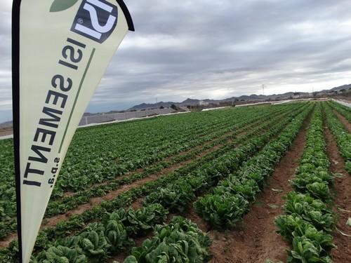 Isi Sementi muestra su compromiso con los productores de lechuga españoles con investigación propia en Murcia y variedades específicas para la zona