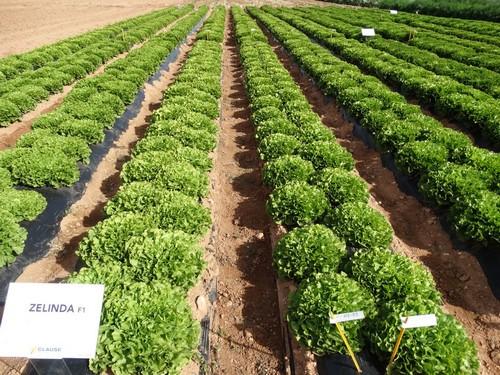 HM Clause presenta sus novedades en escarolas y brócoli