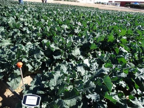 Takii Seeds muestra su amplia gama de brassicas en una jornada de puertas abiertas en el CDTA de San Javier