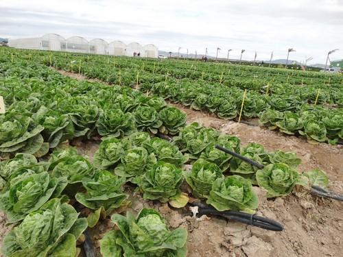 Bejo Ibérica muestra su amplia gama de lechuga en Murcia y presenta su novedad para invierno, Bonice