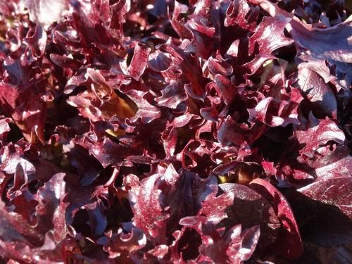Syngenta conquista con sus lechugas, brassicas, escarolas y espinacas en su ‘Demo Days’ internacional en sus instalaciones de Torre-Pacheco