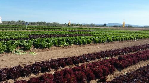 El 30 por ciento de los agricultores y ganaderos ya ha presentado su solicitud de ayudas de la PAC
