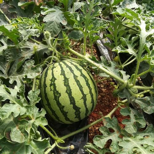 La Junta inicia la campaña ‘No cortes en verde’ para fomentar la comercialización de melón y sandía con maduración óptima