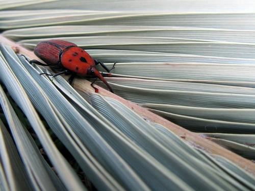 La Cátedra de Bioinsecticidas de Idai Nature ofrecerá una solución ecológica a la plaga de picudo rojo