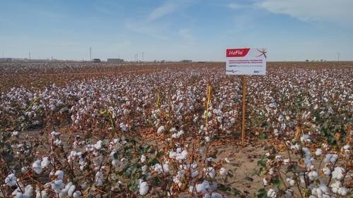 ICL participa en las Jornadas Técnicas de Guadalsem sobre algodón en el Bajo Guadalquivir
