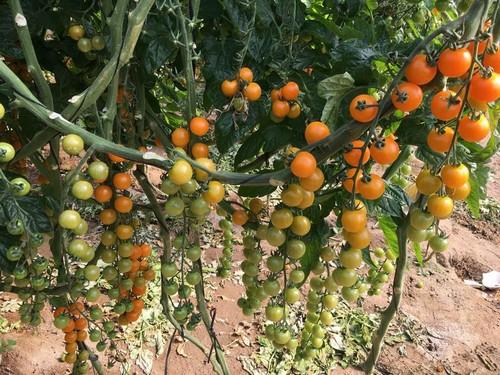 Diamond Seeds consolida su amplio catálogo de variedades para Almería destacadas por su alta productividad, resistencias y para cubrir todos los ciclos